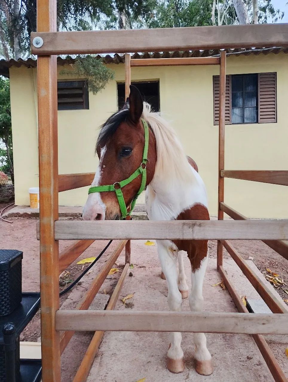 Lindo cavalinho pampa - Foto 2