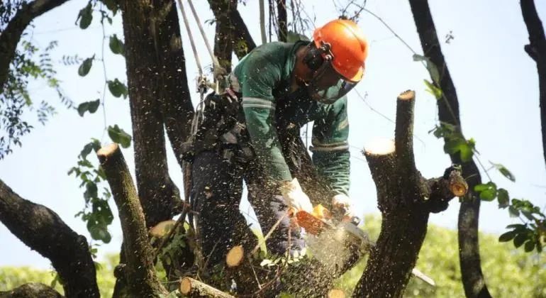 Poda e corte de árvores  - Foto 3