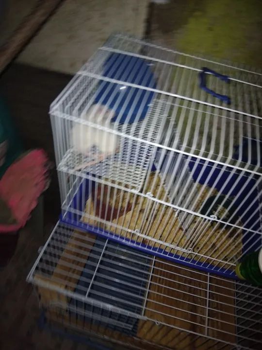 Rato Twitter estou vendo 