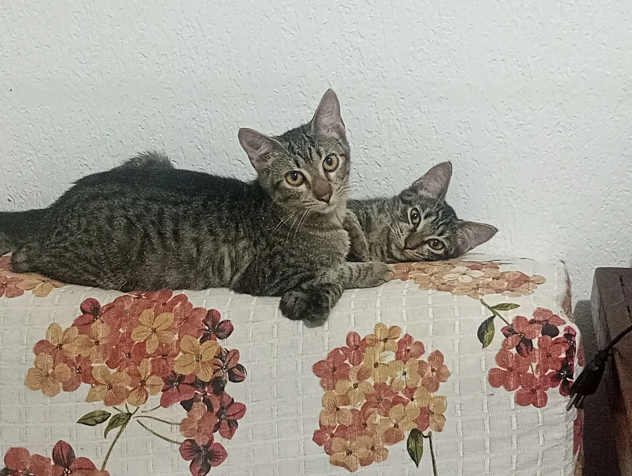 Filhotes de gato para adoção 