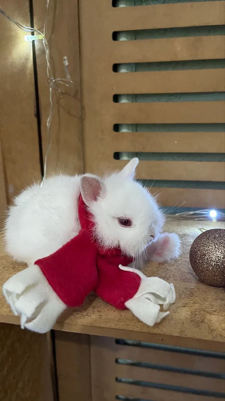 Mini coelho Anão64684119069314120