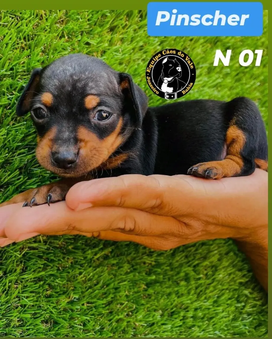 pinscher