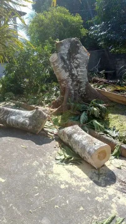 Poda e corte de árvores  - Foto 2