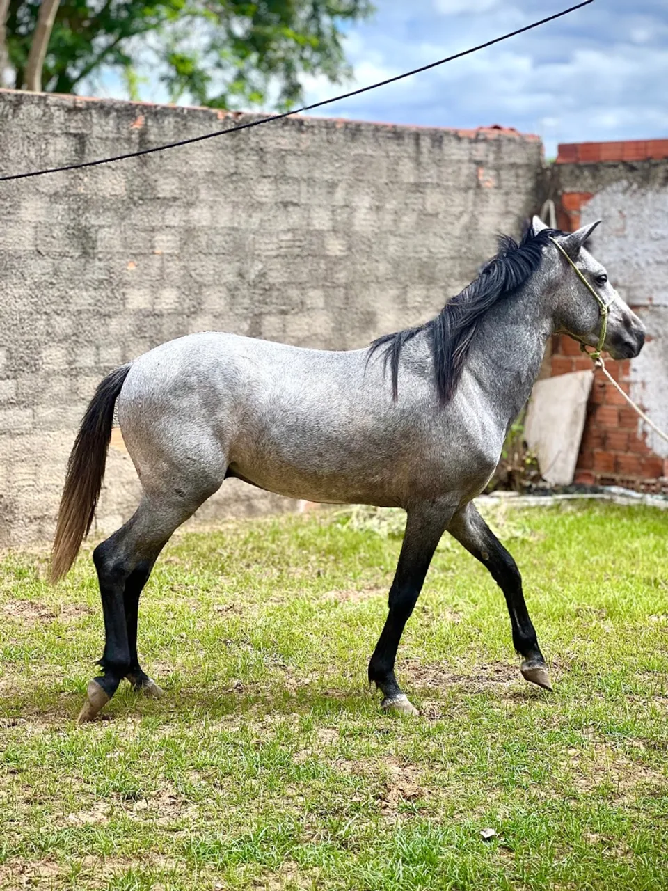 Potro 2 anos e meio. Manso e ativo.