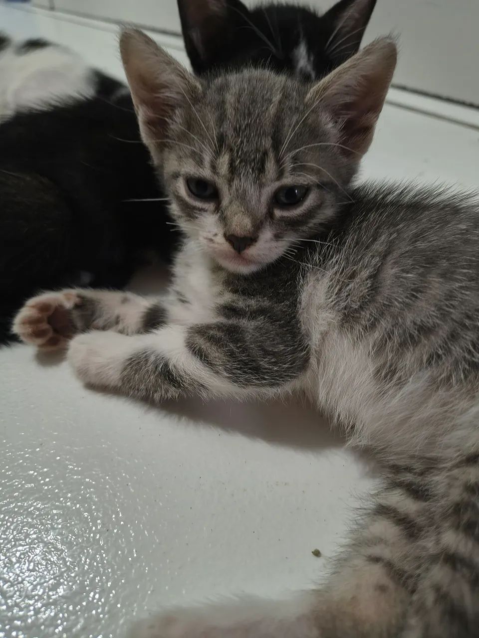 Doação de gatos - Foto 4