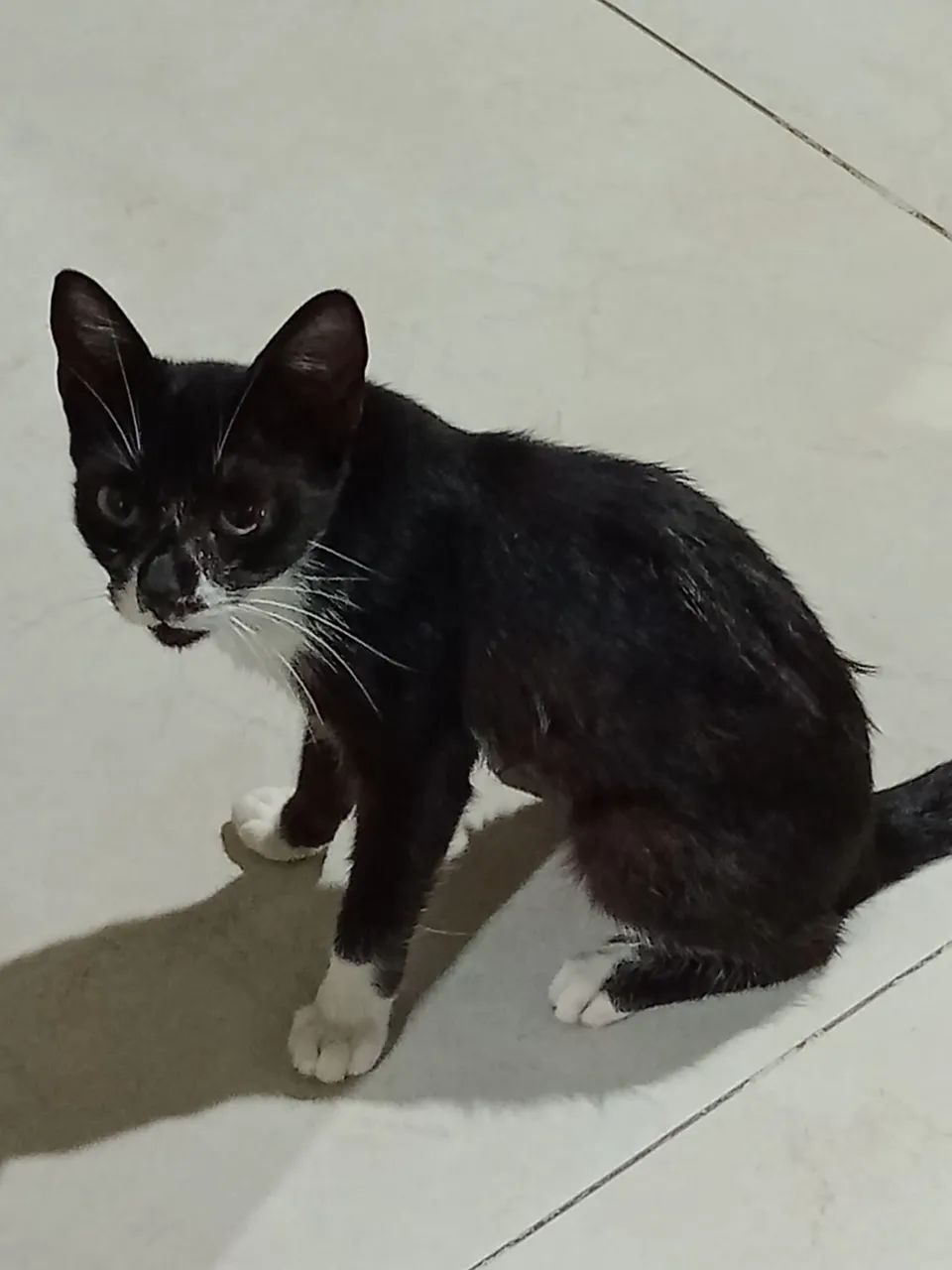 Gatinha para adoção responsável  - Foto 3