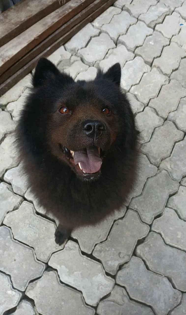 Procura-se namorado chow chow