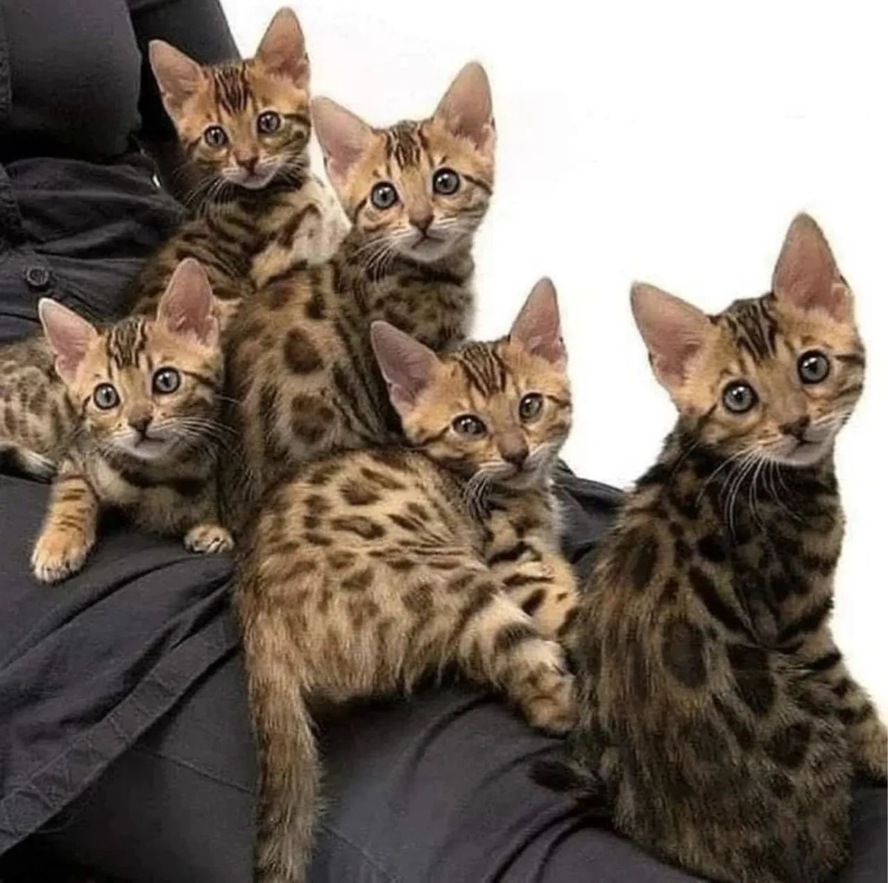 Filhotes de gato bengal - Pelagem Selvagem e Temperamento Doce! - Foto 3