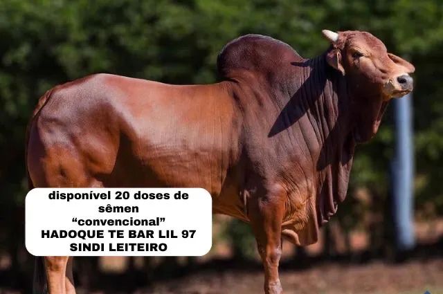 Touro Sindi leiteiro semen 