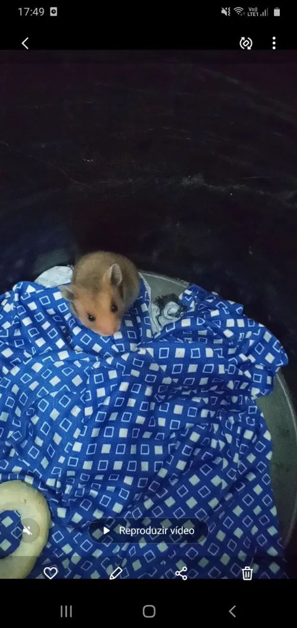 DOAÇÃO FILHOTE RAMISTER.  - Foto 2