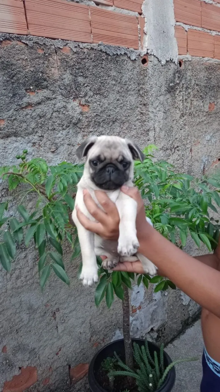 Filhote de Pug disponível para adoção