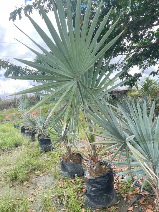 Palmeira azul Bismarckia  - Foto 4