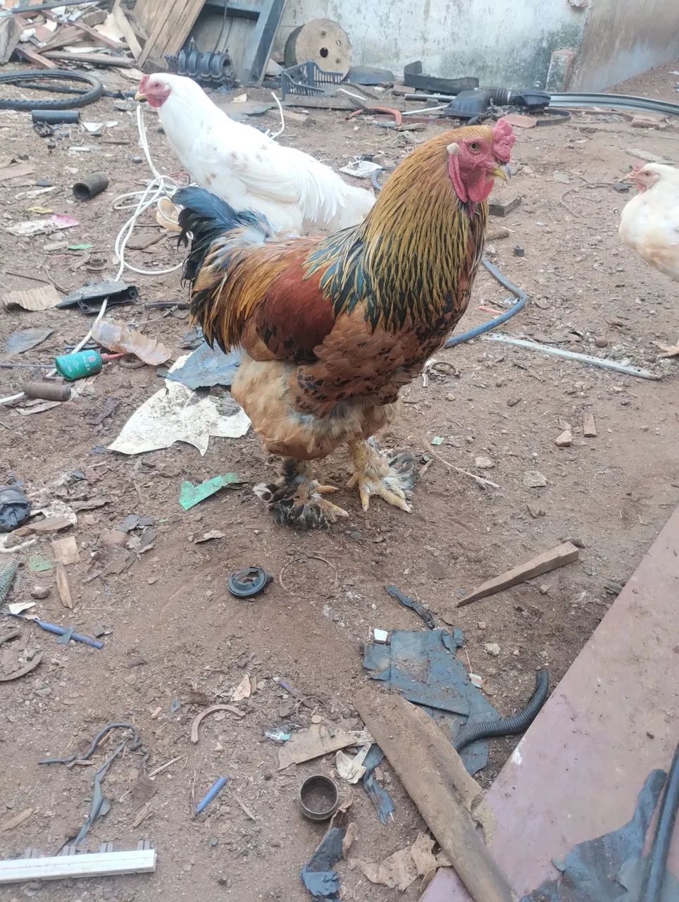 Galo Brahma  - Foto 2