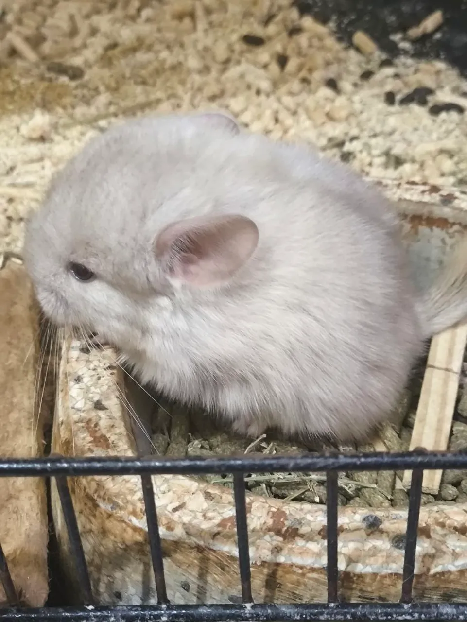Chinchila bebê cinza clarinho