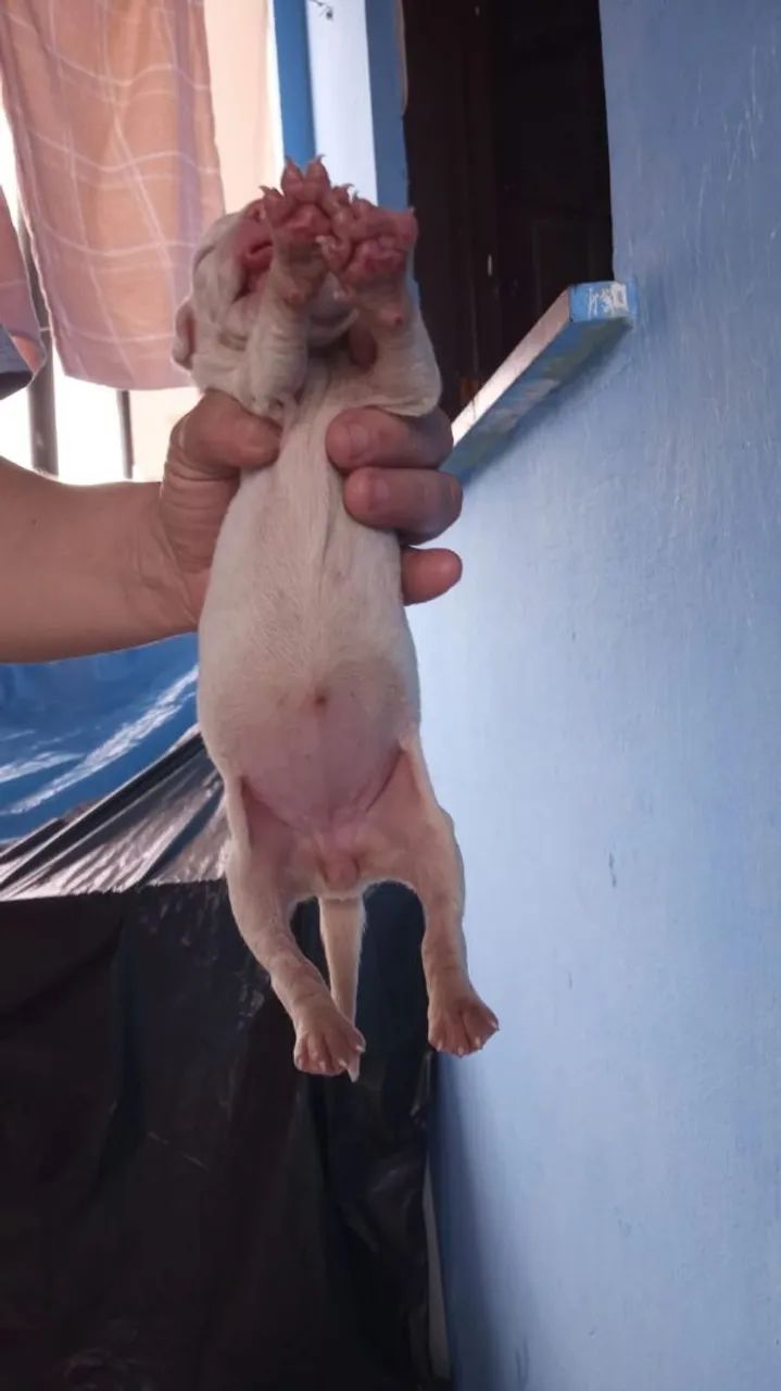 Filhote de Pitbull 