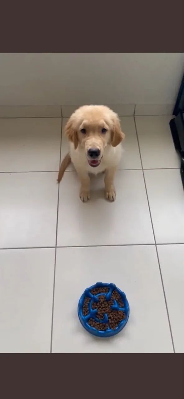 CACHORRO EDUCADO DENTRO DE CASA
