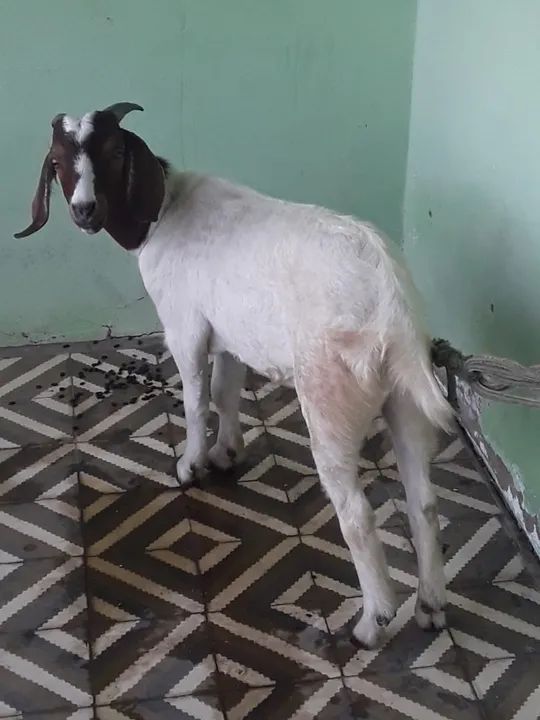 VENDO BODE DA RAÇA BOER