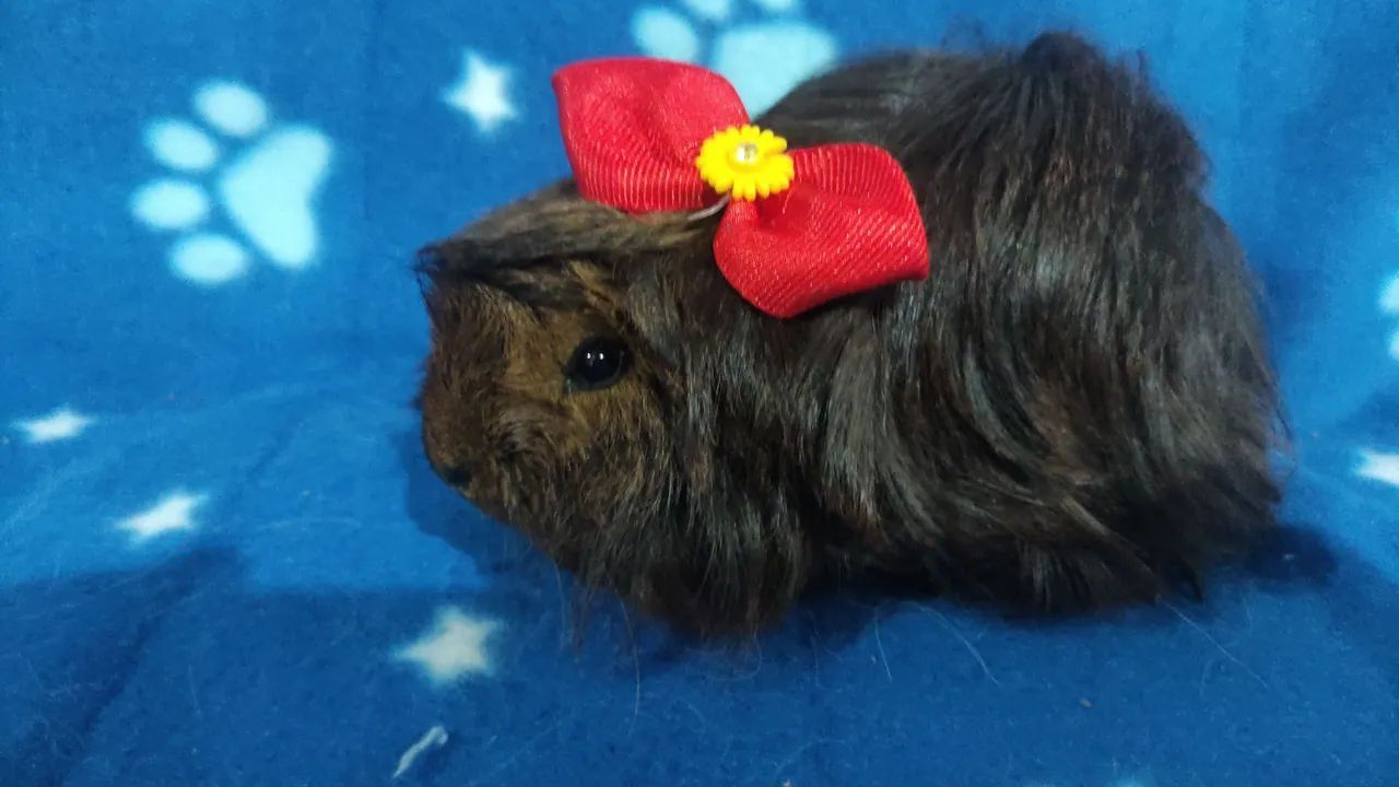 Fêmeas das raças peruana e lunkaria. - Foto 3