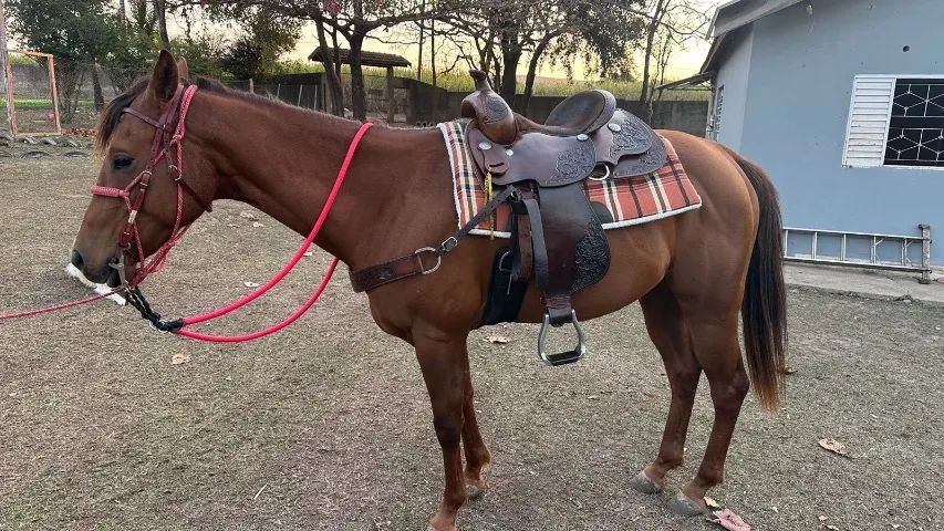 Cavalo para ranch shorting 