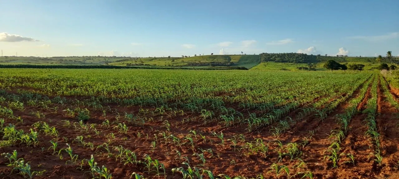 Sítios, situada no povoado Marias Pretas em Ribeiropolis (SE), com 100 tarefas. 