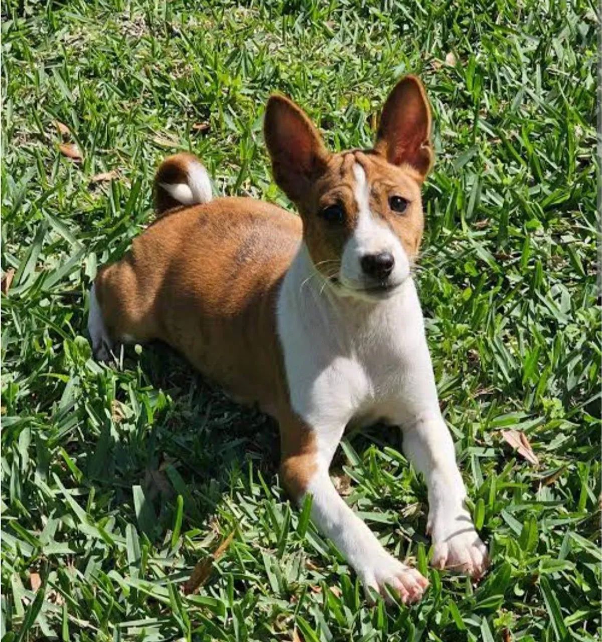 Filhotes de Basenji - Foto 5