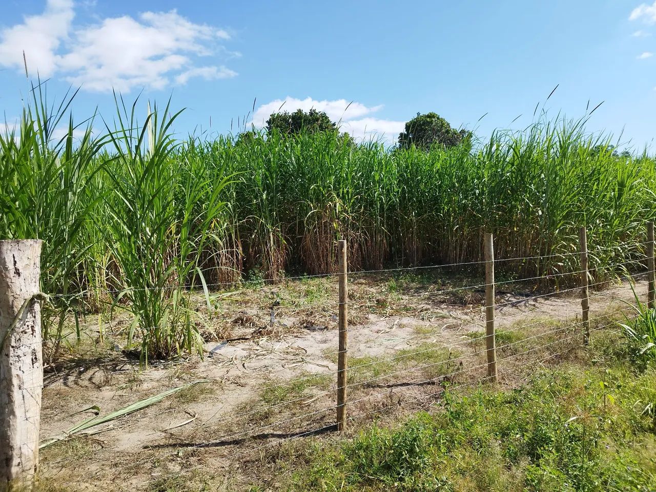 Capim Capiacu  - Foto 2