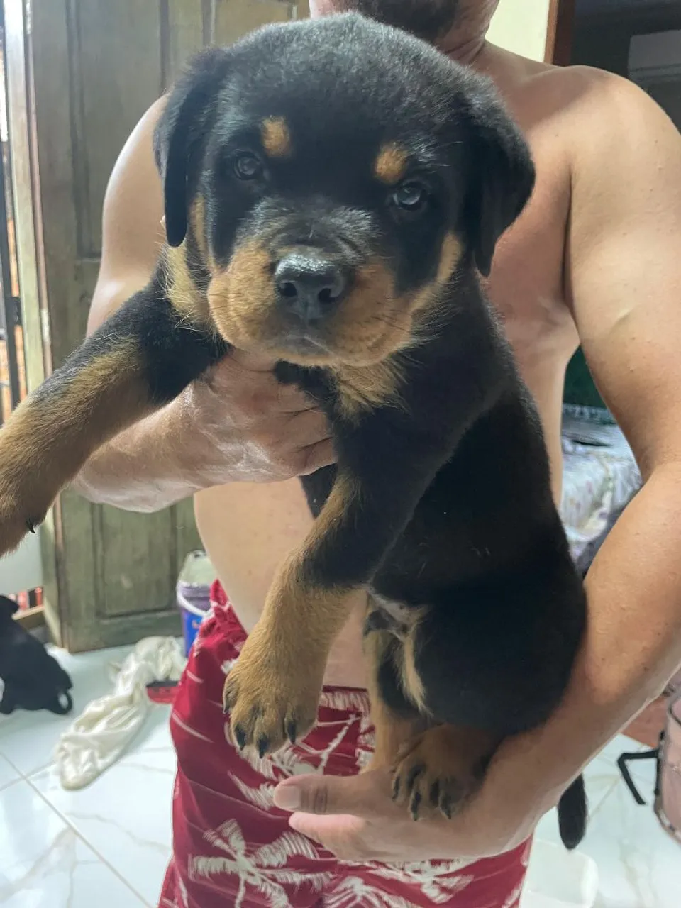 Filhote Rottweiler