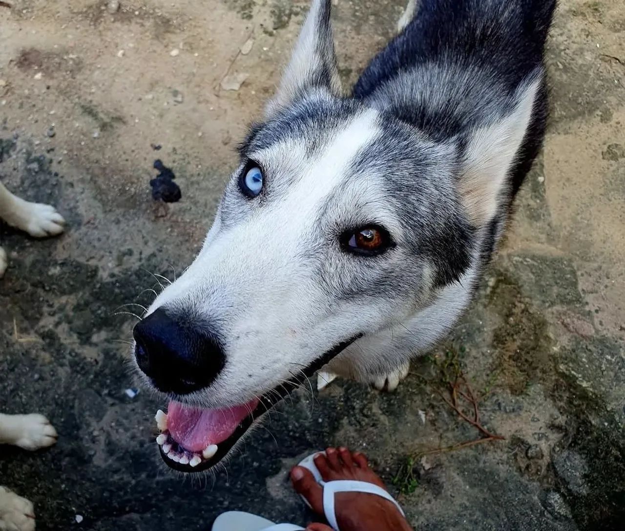 Filhote de Husky Siberiano macho  - Foto 5