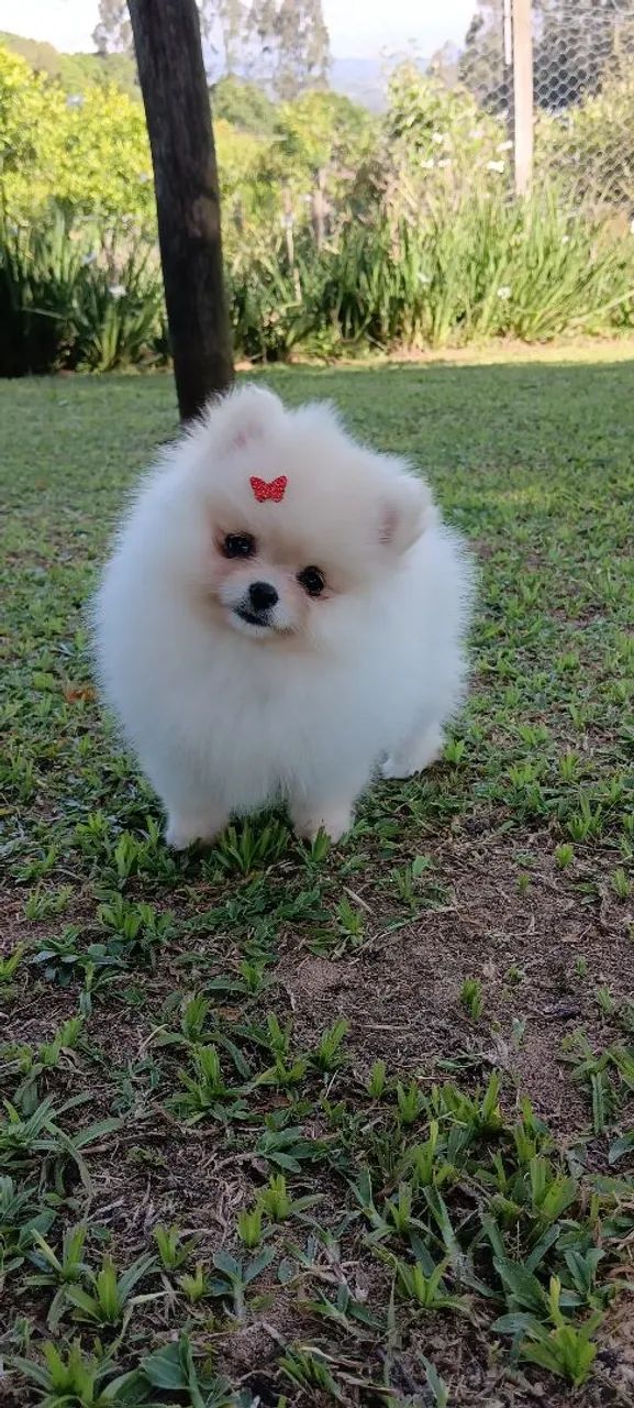 Lindos spitz alemão / lulu da pomeranea