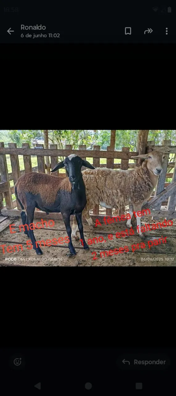 Ovelhas para venda