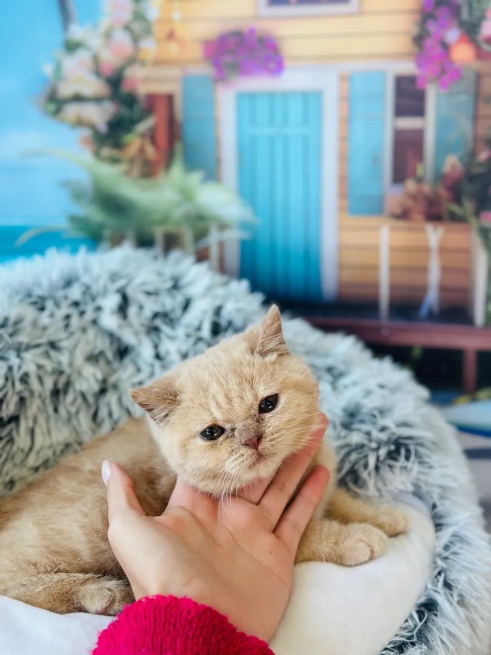 British Shorthair Creme (MACHO) - Foto 4