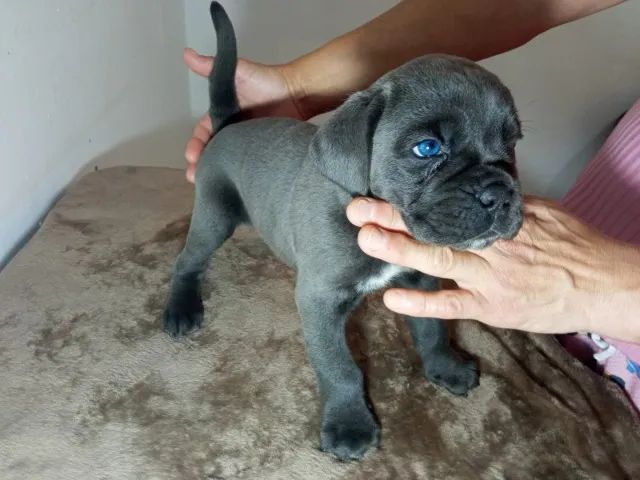 Cane Corso Italiano Casa Sales Últimos filhotes Pedigree IBRC