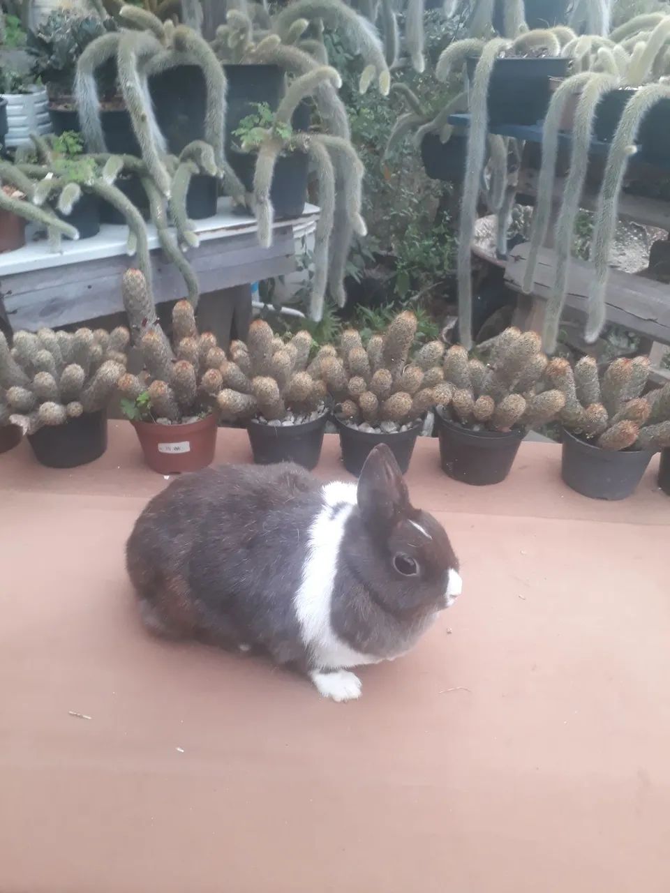 coelho anão netherland dwarf  - Foto 2