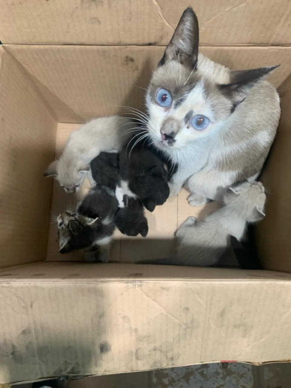 Gatos para doar