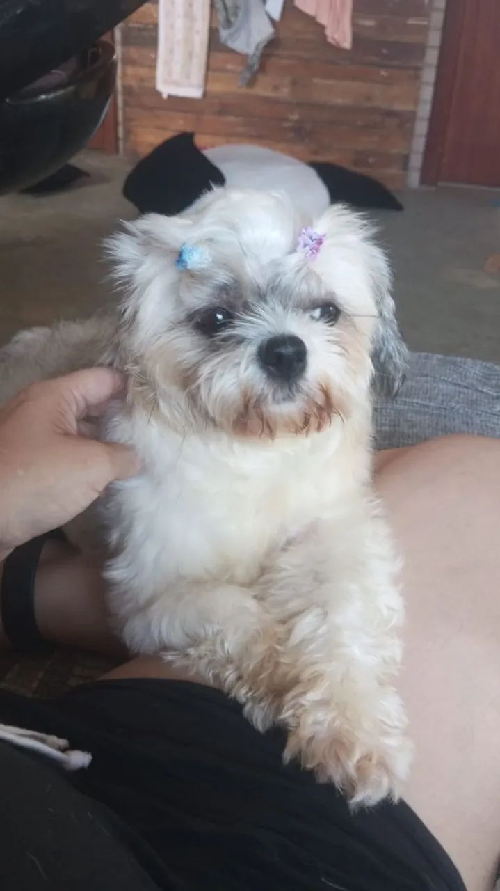 Shih Tzu fêmea