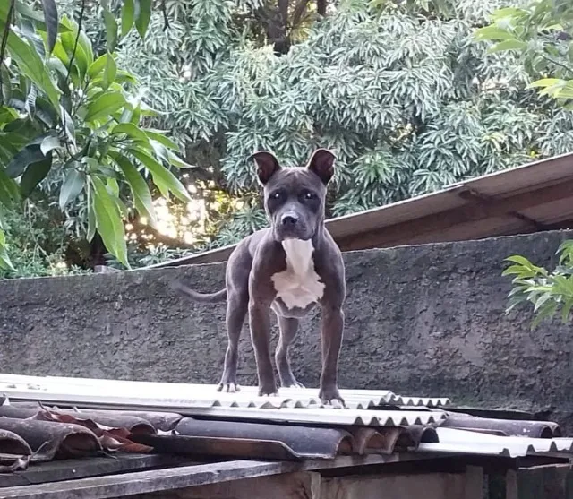 Cachorro