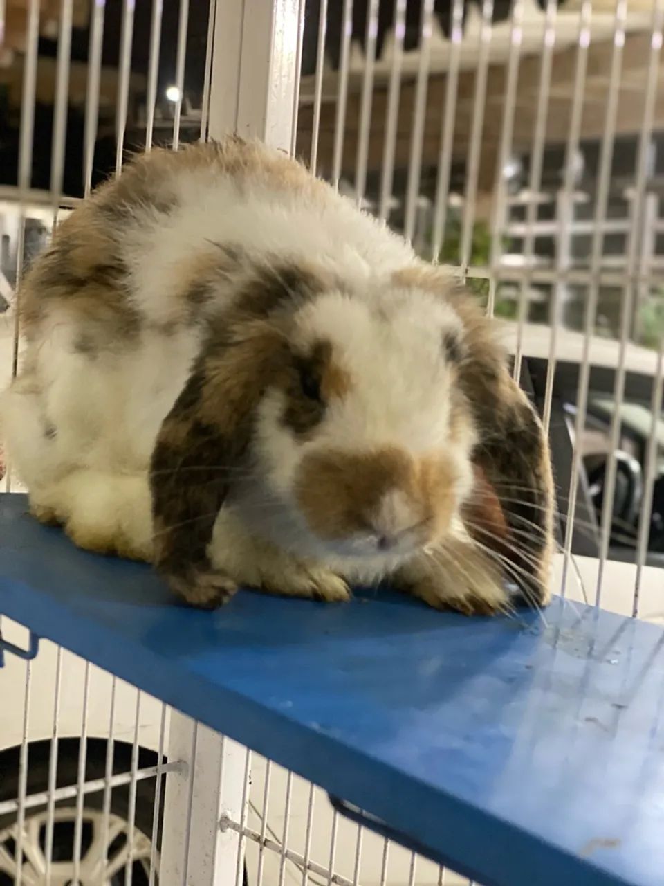 Coelho Mini lop  - Foto 2