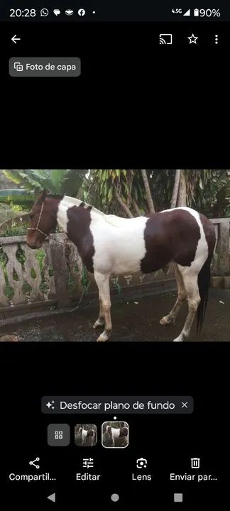 Égua pampa de castanha 6 anos - Foto 5