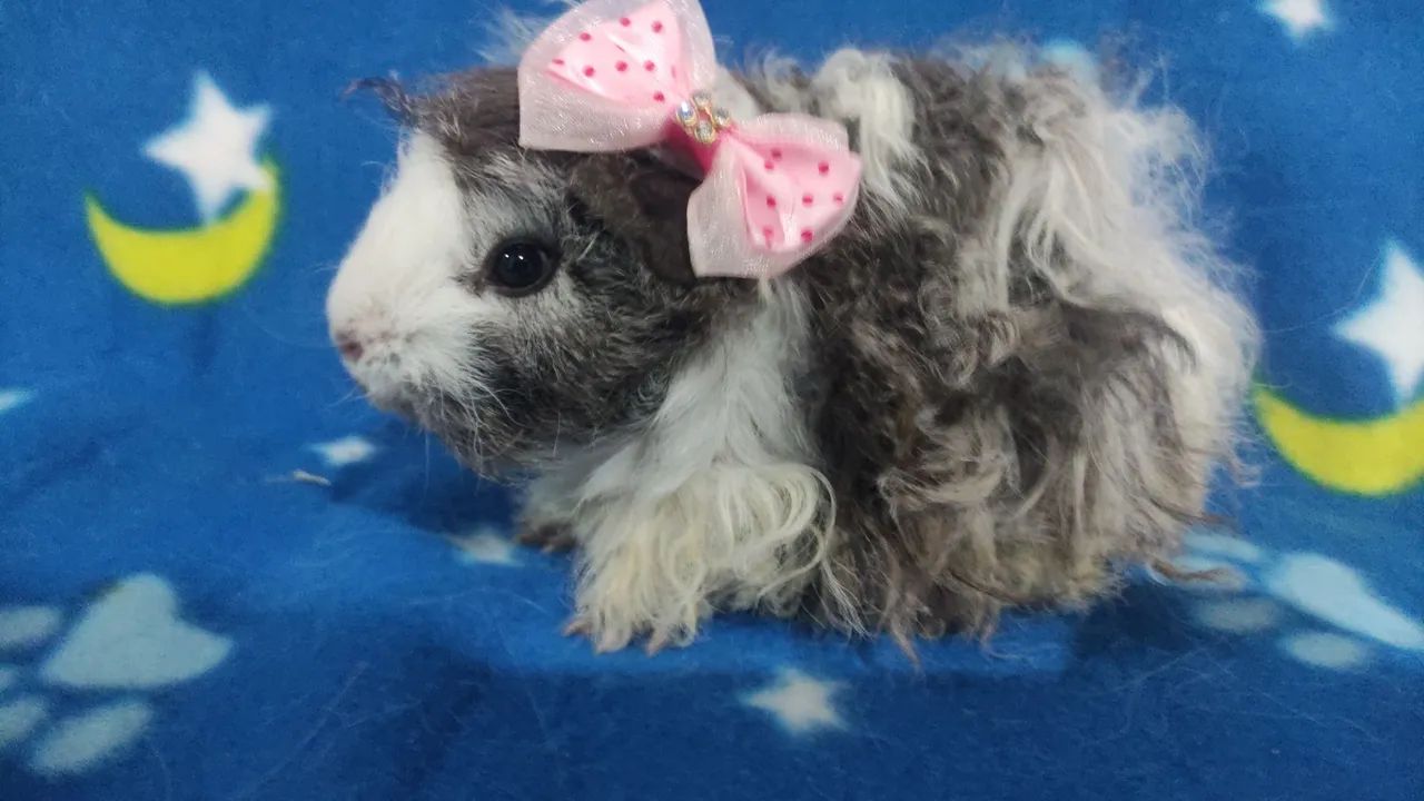 Fêmeas das raças peruana e lunkaria. - Foto 2