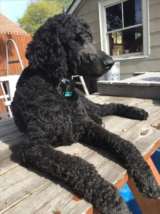 Poddle Gigante Lindos Filhotes na Cor Preto