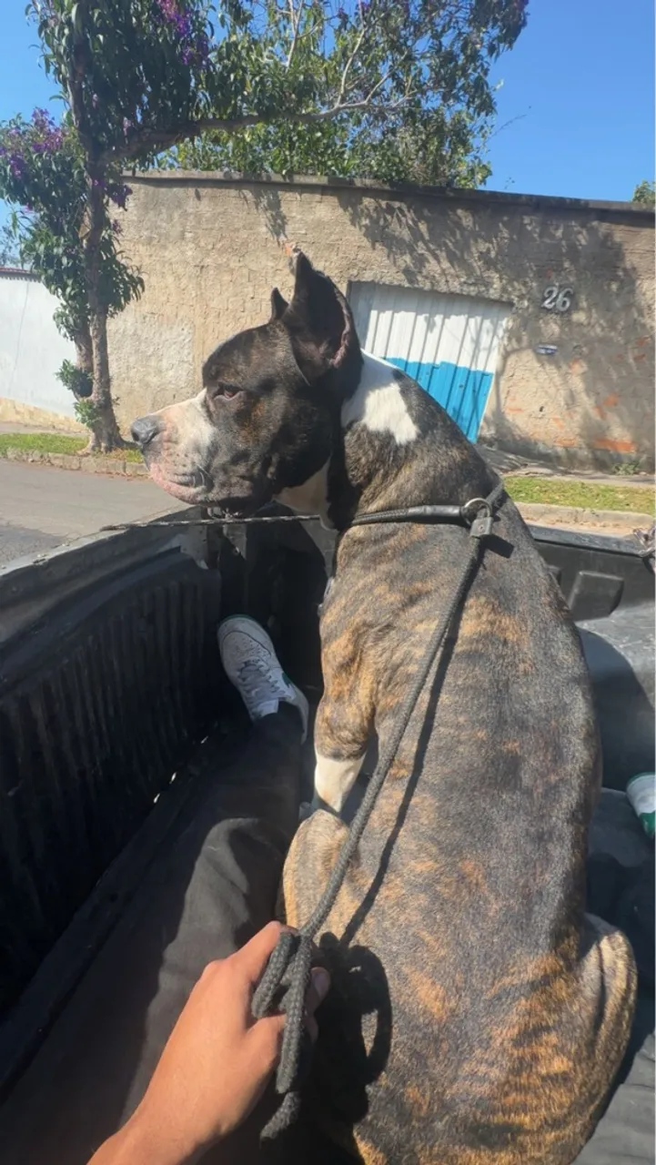 Bandog 
