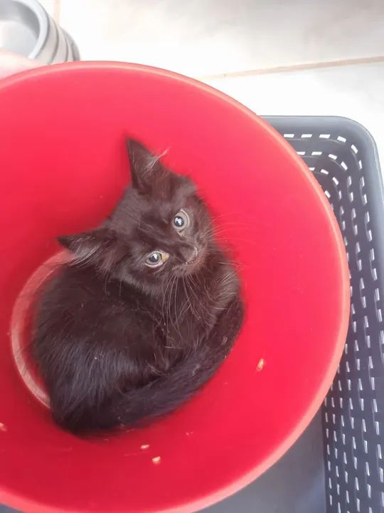 Gatos resgatados para adoção - Foto 3