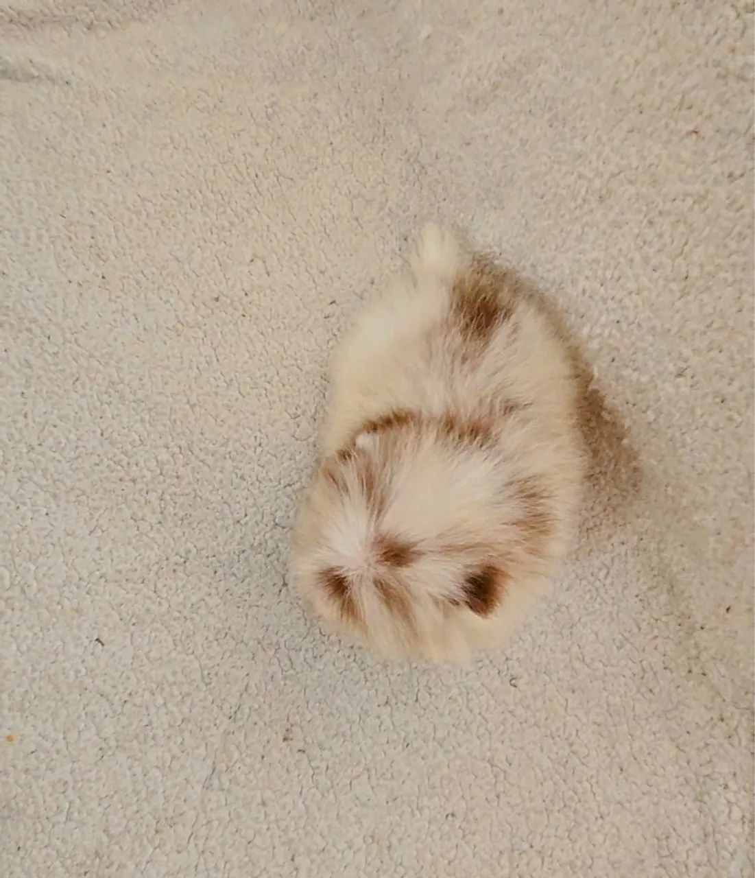 Spitz alemão anão Lulu da pomerãnia filhotes  - Foto 4