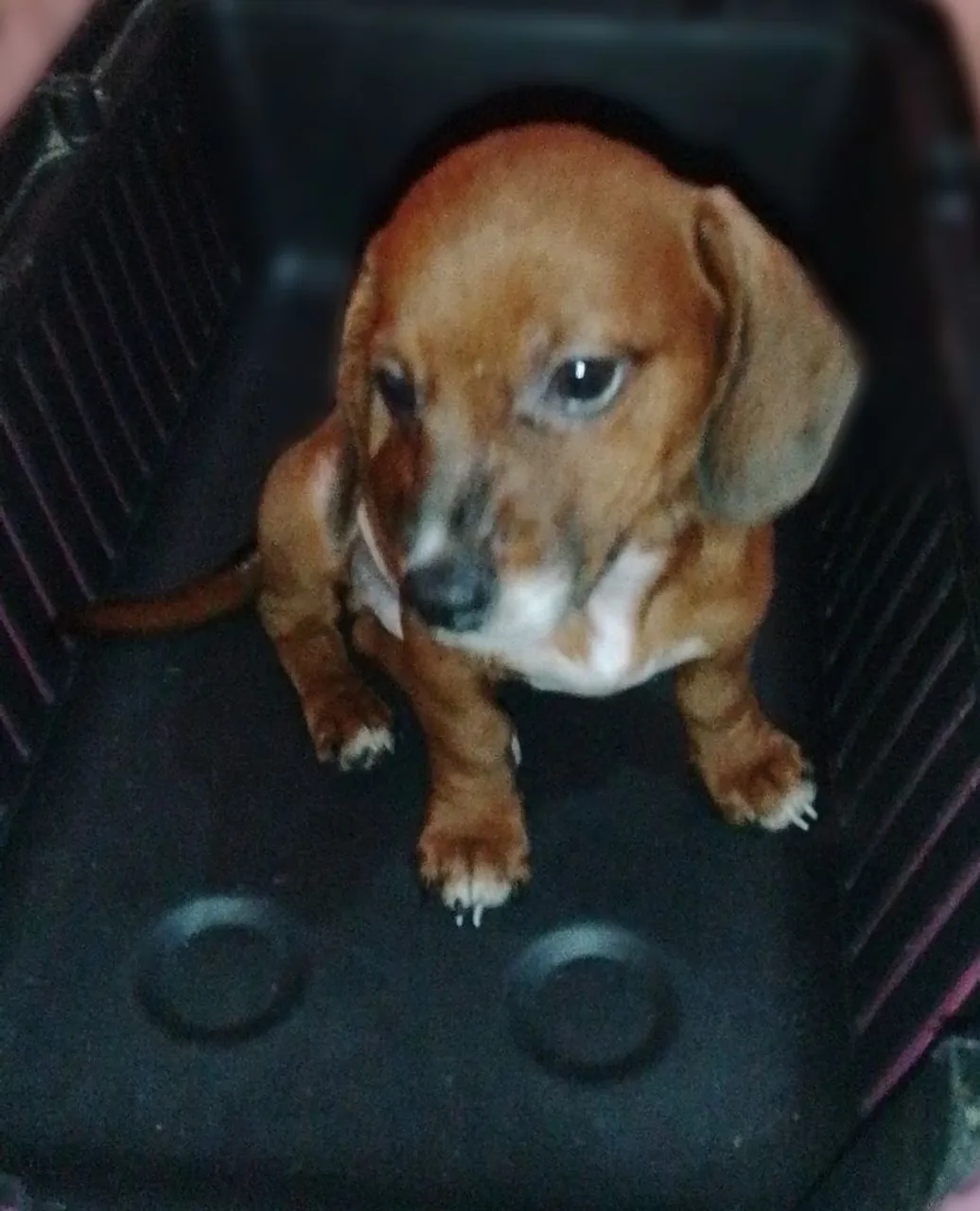 Vende-se Filhotes mestiço de salsicha/ com uma Shitzu R$ 400,00