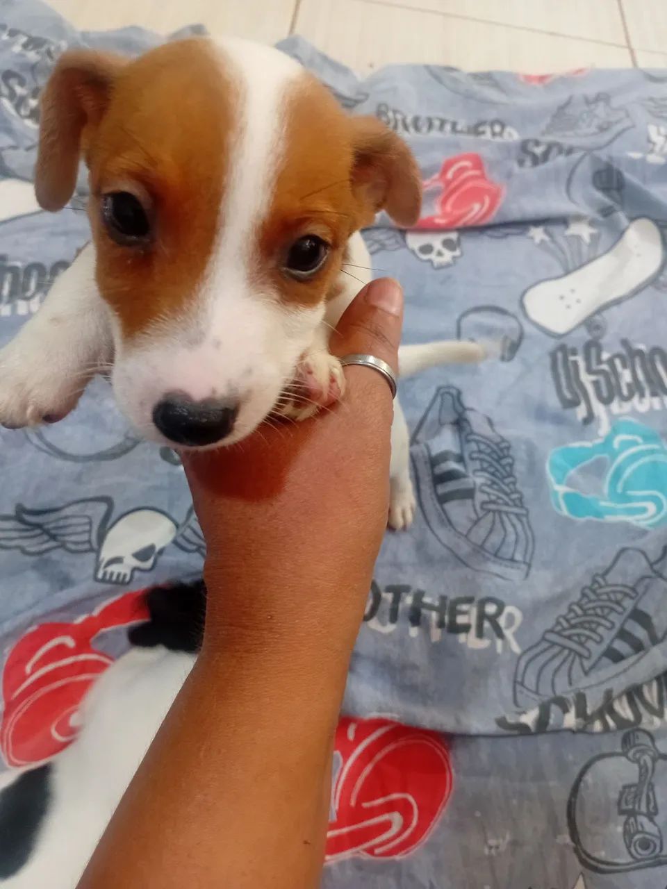 Filhote de Jack Russel *  - Foto 4