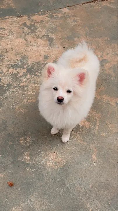 Filhote de Spitz Alemão macho