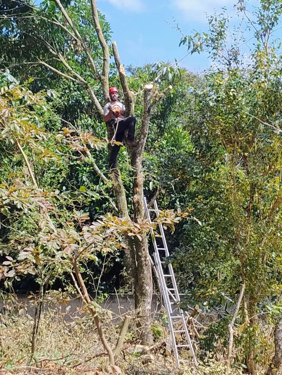Poda e Corte de Árvore  - Foto 3