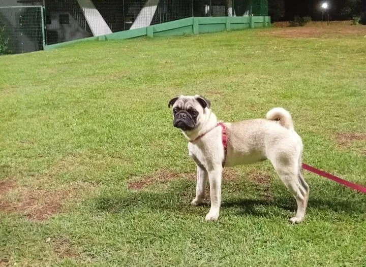 Pug fêmea