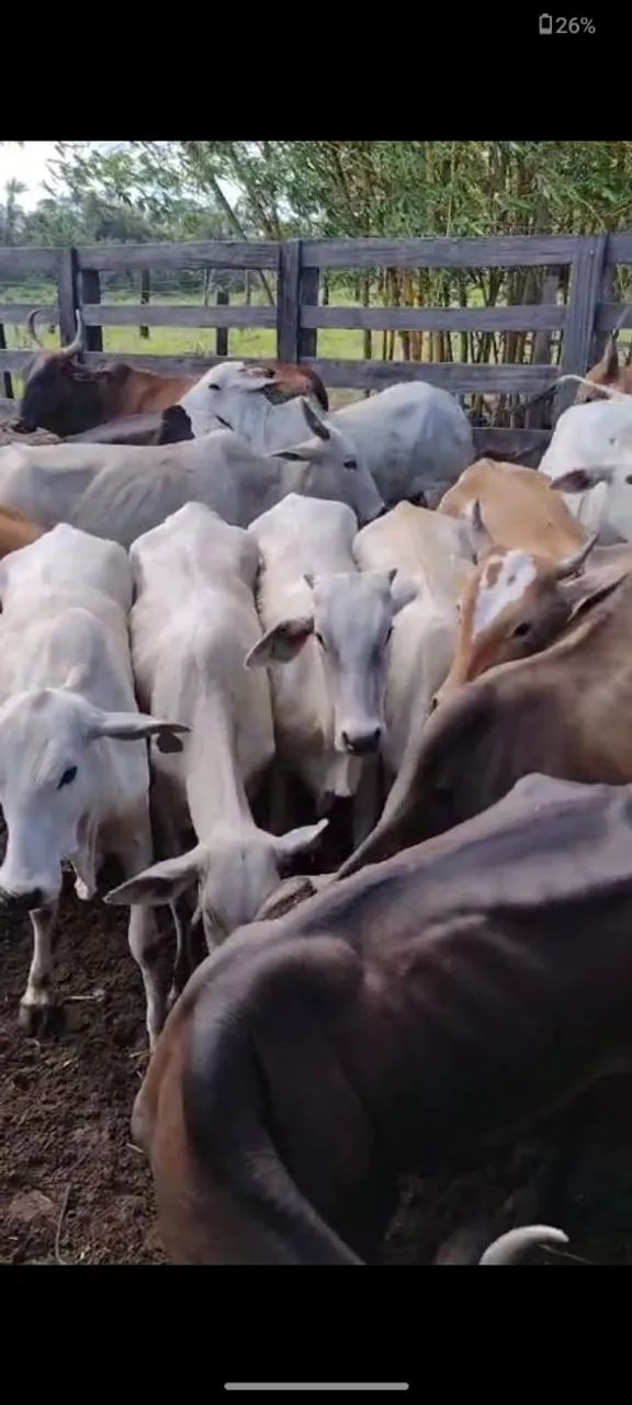 Vende-se ou troca-se Garrotes, Novilhas, Vacas e Bezerros  - Foto 3