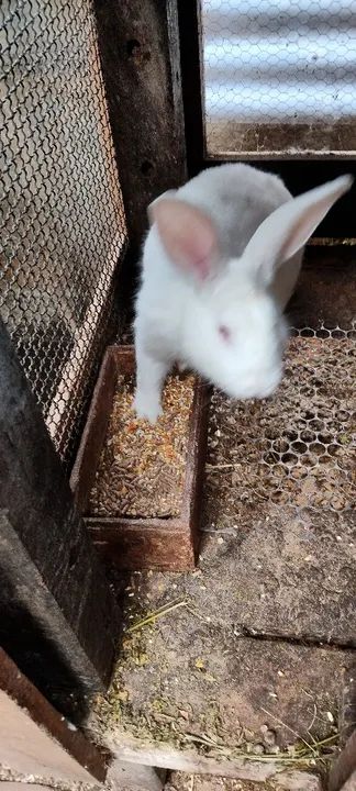 Coelhos gigantes  - Foto 6